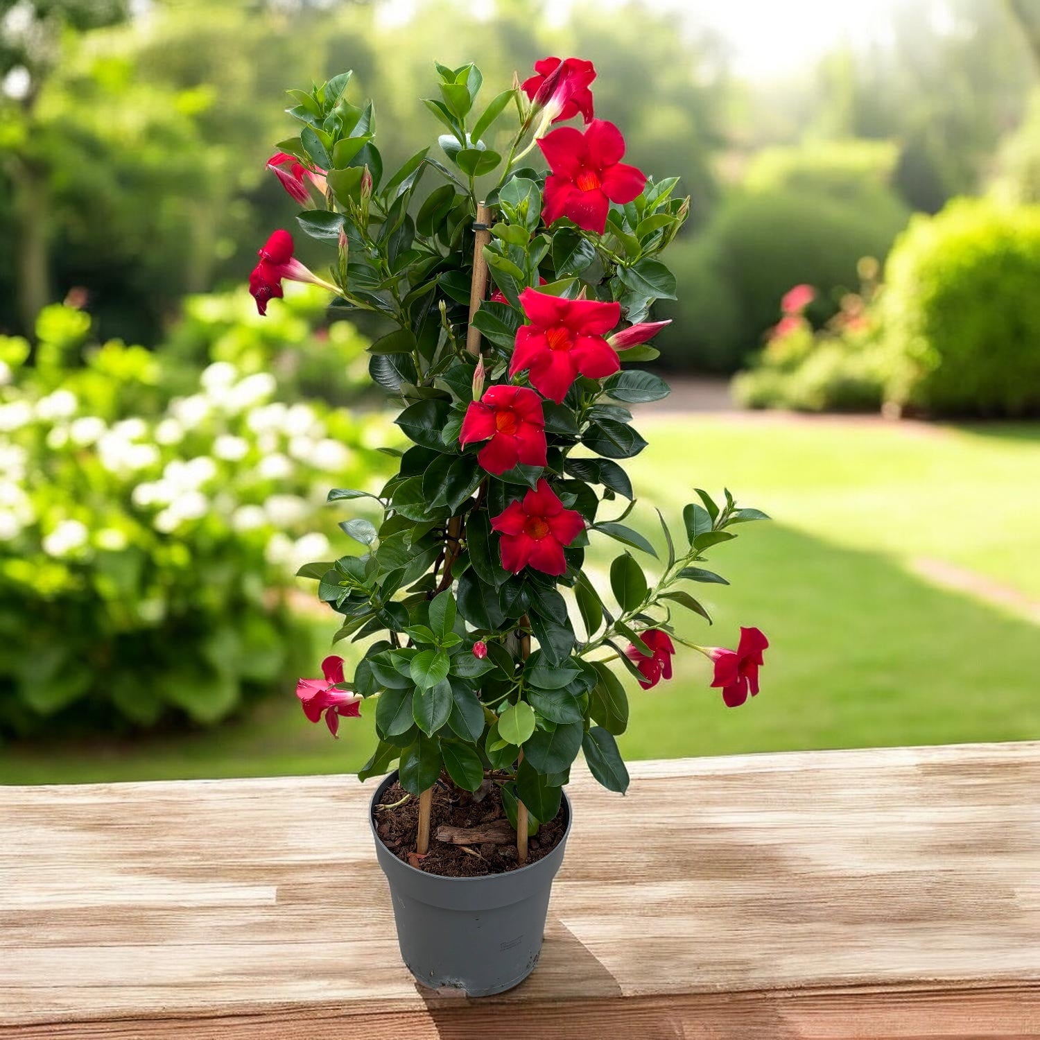 Sundaville® Classic Red ‘Sunmandecrim’ - Dipladenia rosie cu flori spectaculoase