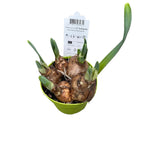 Narcise olandeze cu floare dubla peach - Narcissus ‘Apricot Whirl’