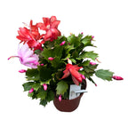 Schlumbergera “ Duo Flame” 2 culori/ghiveci (Craciunita)