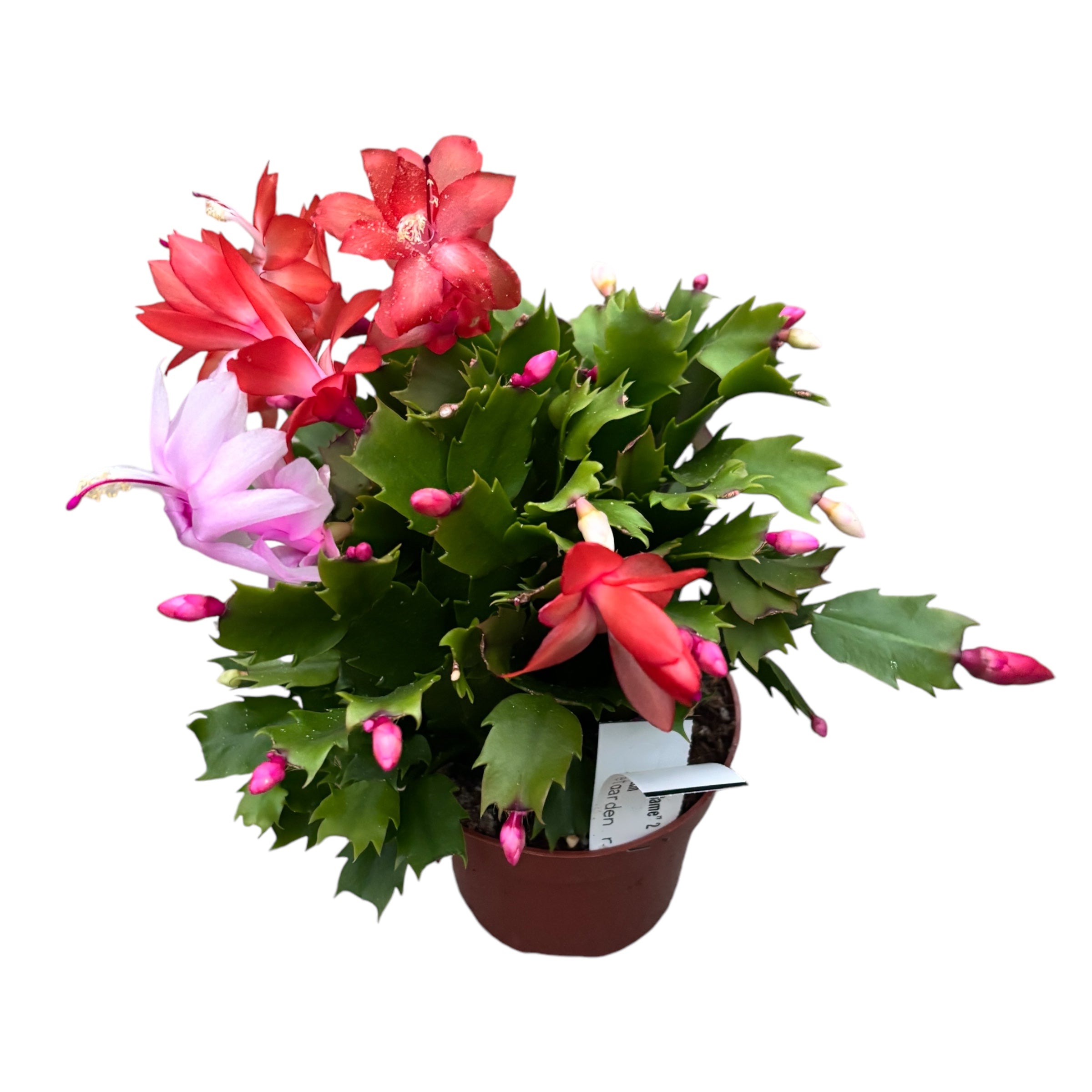 Schlumbergera “ Duo Flame” 2 culori/ghiveci (Craciunita)
