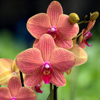 Phalaenopsis Tarte aux Pommes