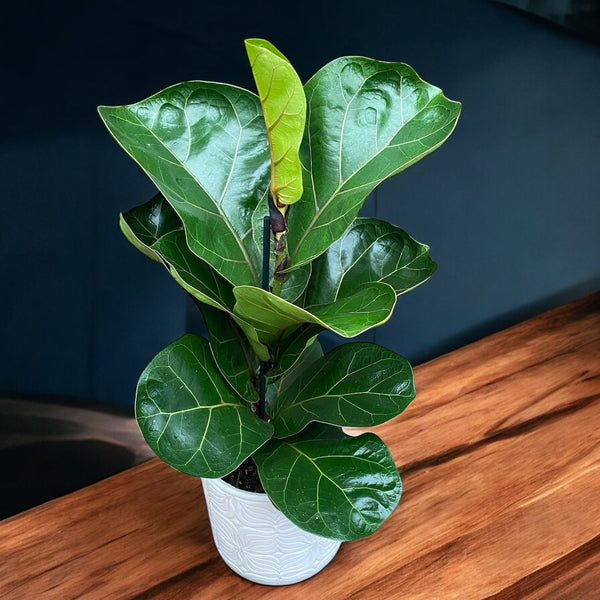 Ficus lyrata 'Bambino' D12