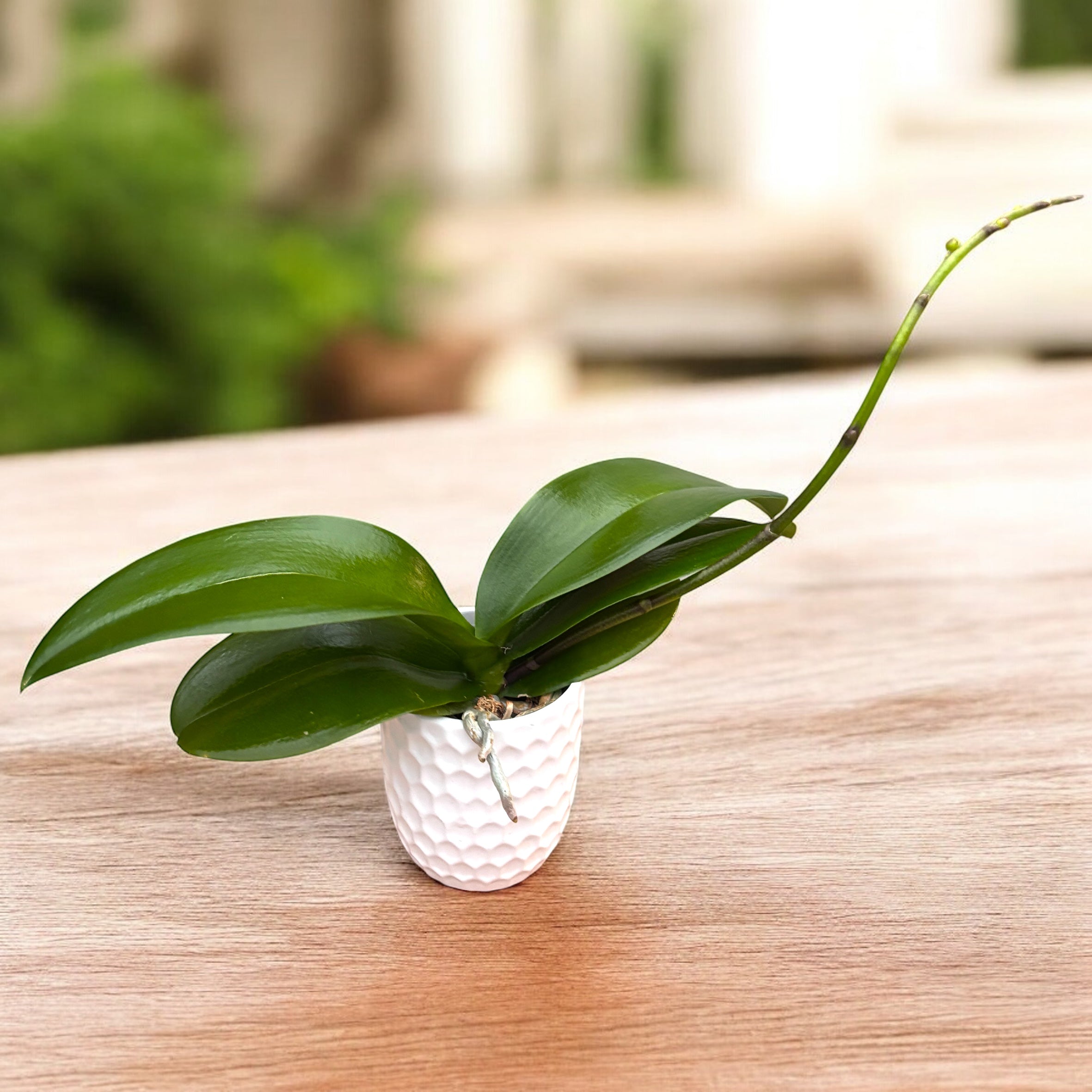 Phalaenopsis Younghome Pringles - labio grande