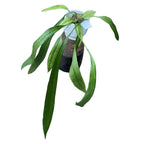 Anthurium vittarifolium