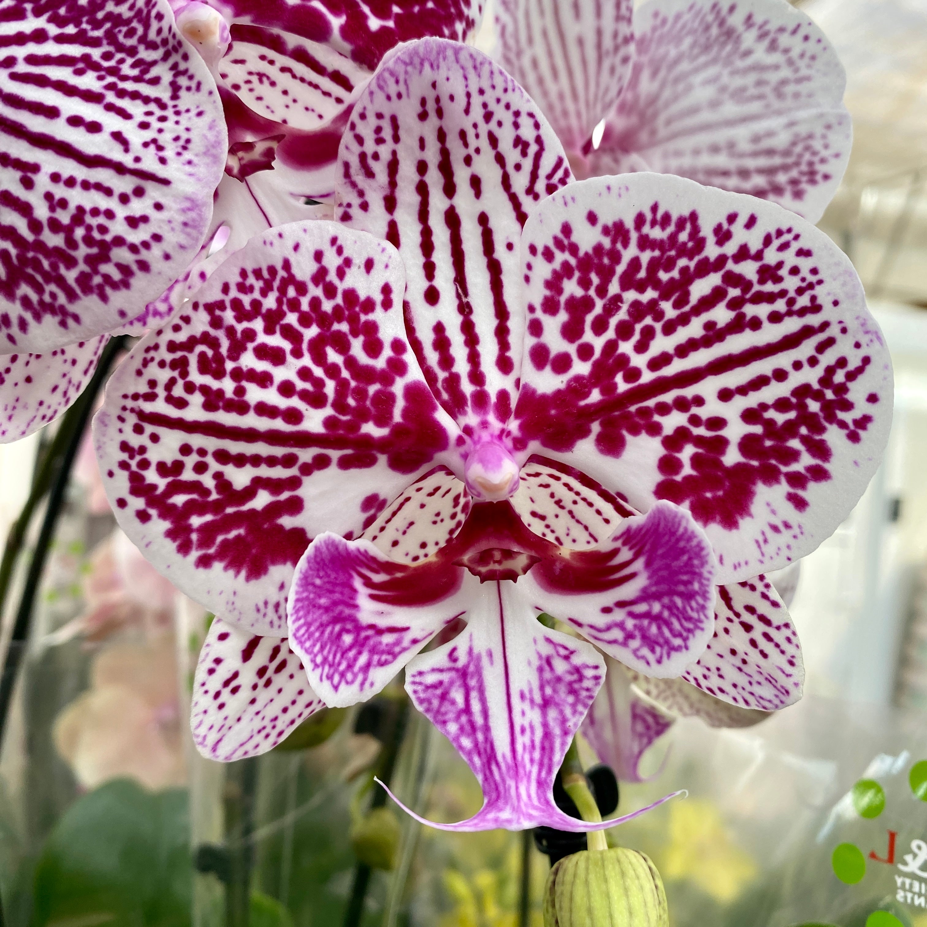 Phalaenopsis 'Phonetic' big lip
