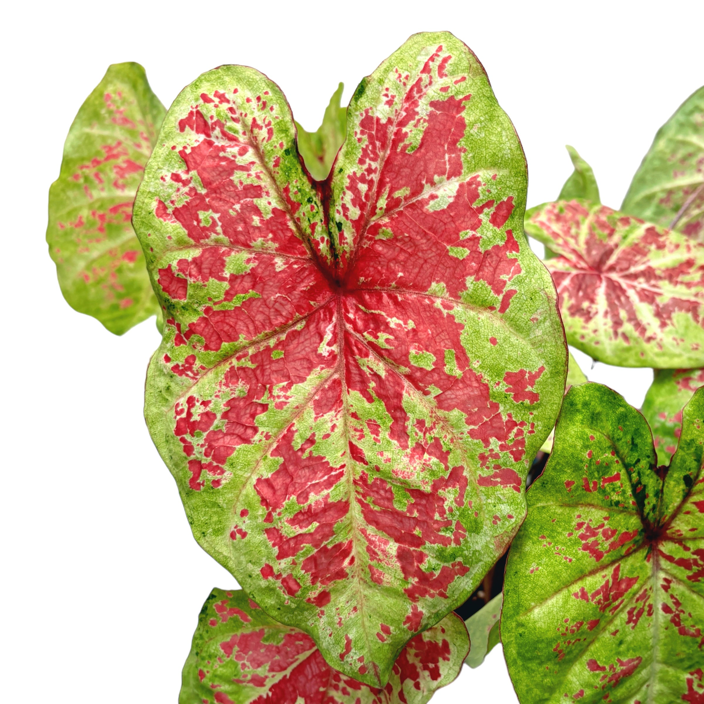 Caladium ‘Raspberry Moon’
