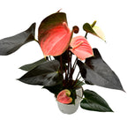 Anthurium „Rainbow Champion“ – tropische Pflanze mit irisierenden Blüten in Rosa- und Grüntönen