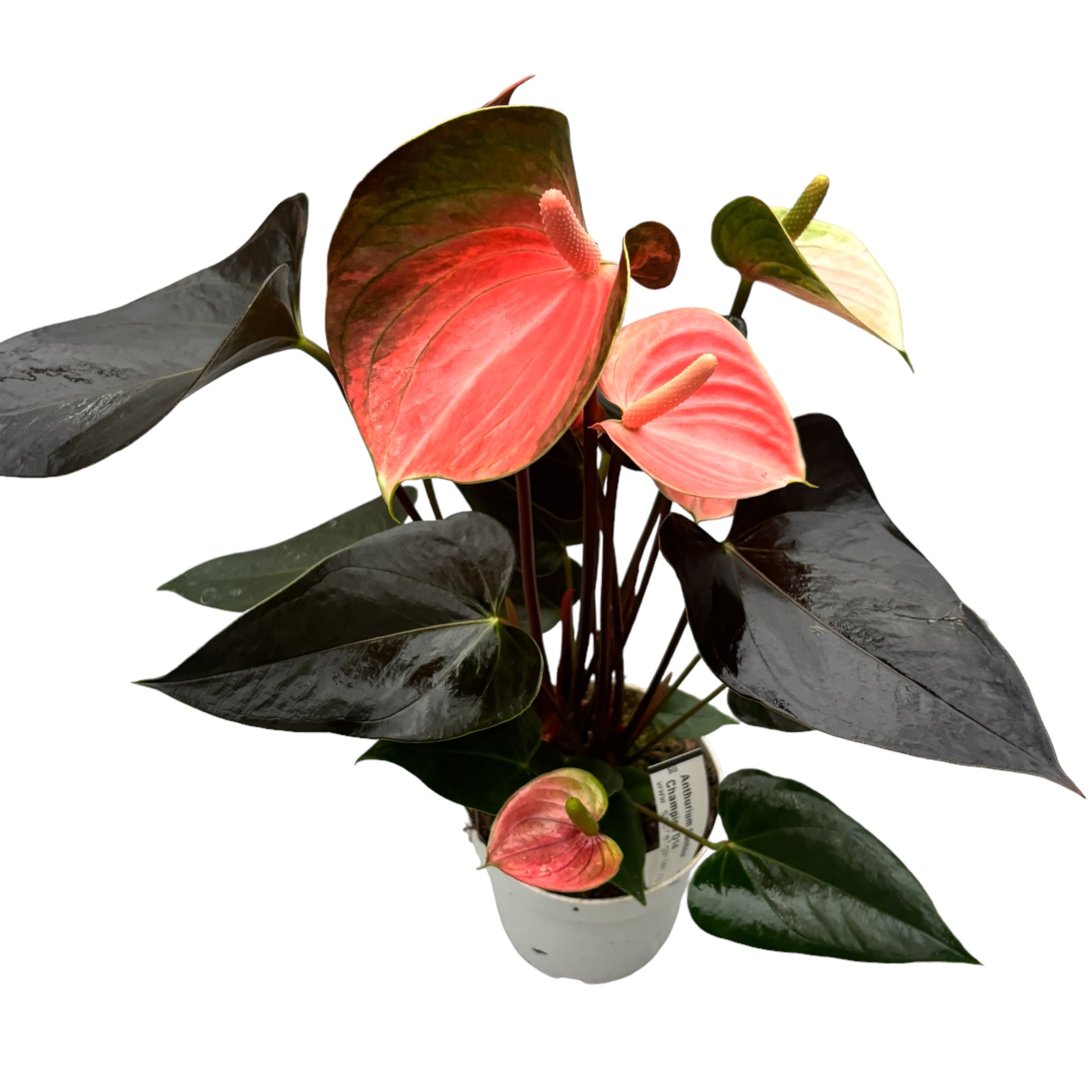 Anthurium ‘Rainbow Champion’ – planta tropicala cu flori irizate in nuante de roz si verde
