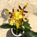 Oncidium Holm’s Wizard Yellow - flori intens parfumate