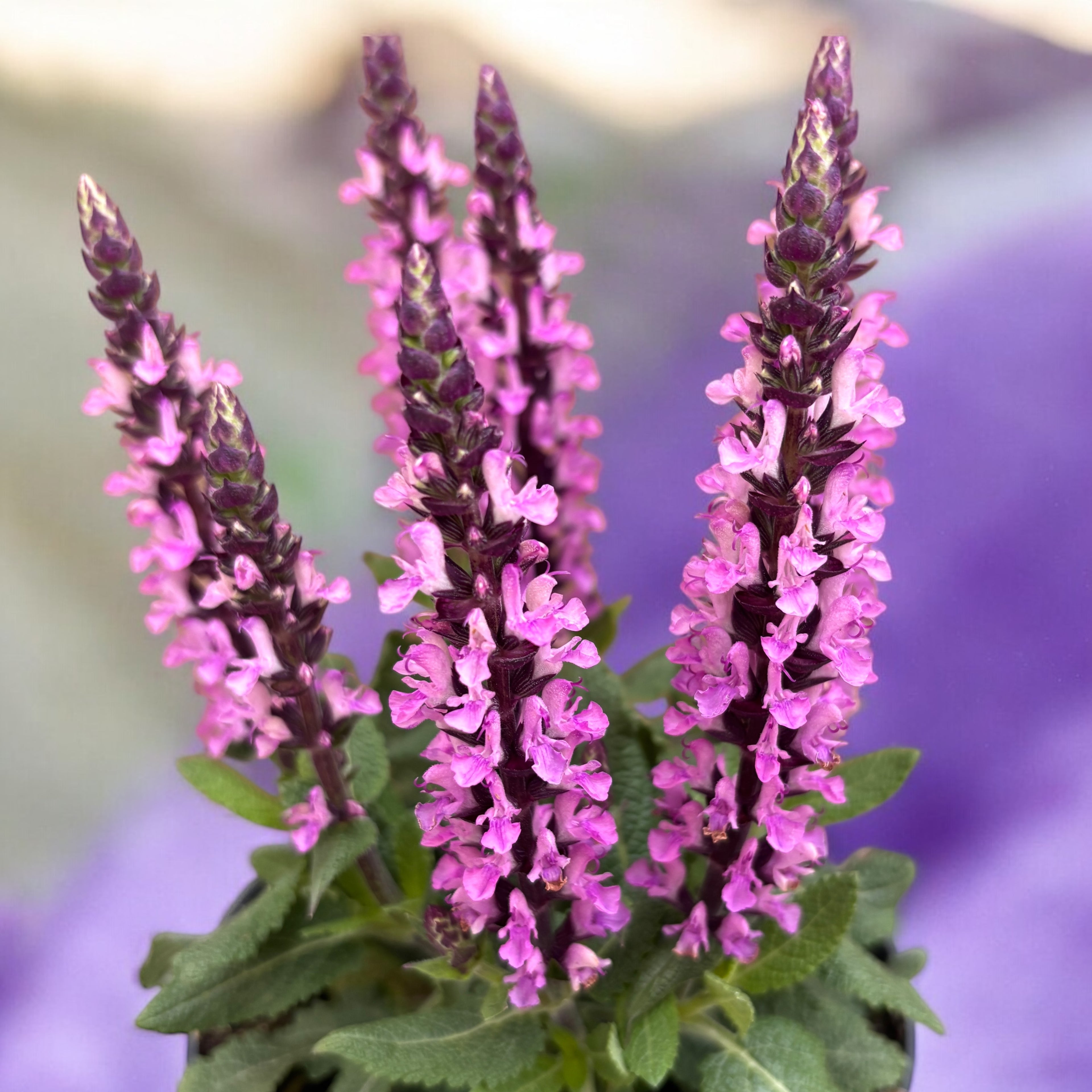 Salvia nemorosa ‘Midnight Rose’- Salvie perena rezistenta si melifera, perfecta pentru gradini insorite