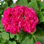 Muscata trandafir - Pelargonium Royal Rosebud 'Dr. Margrethe'