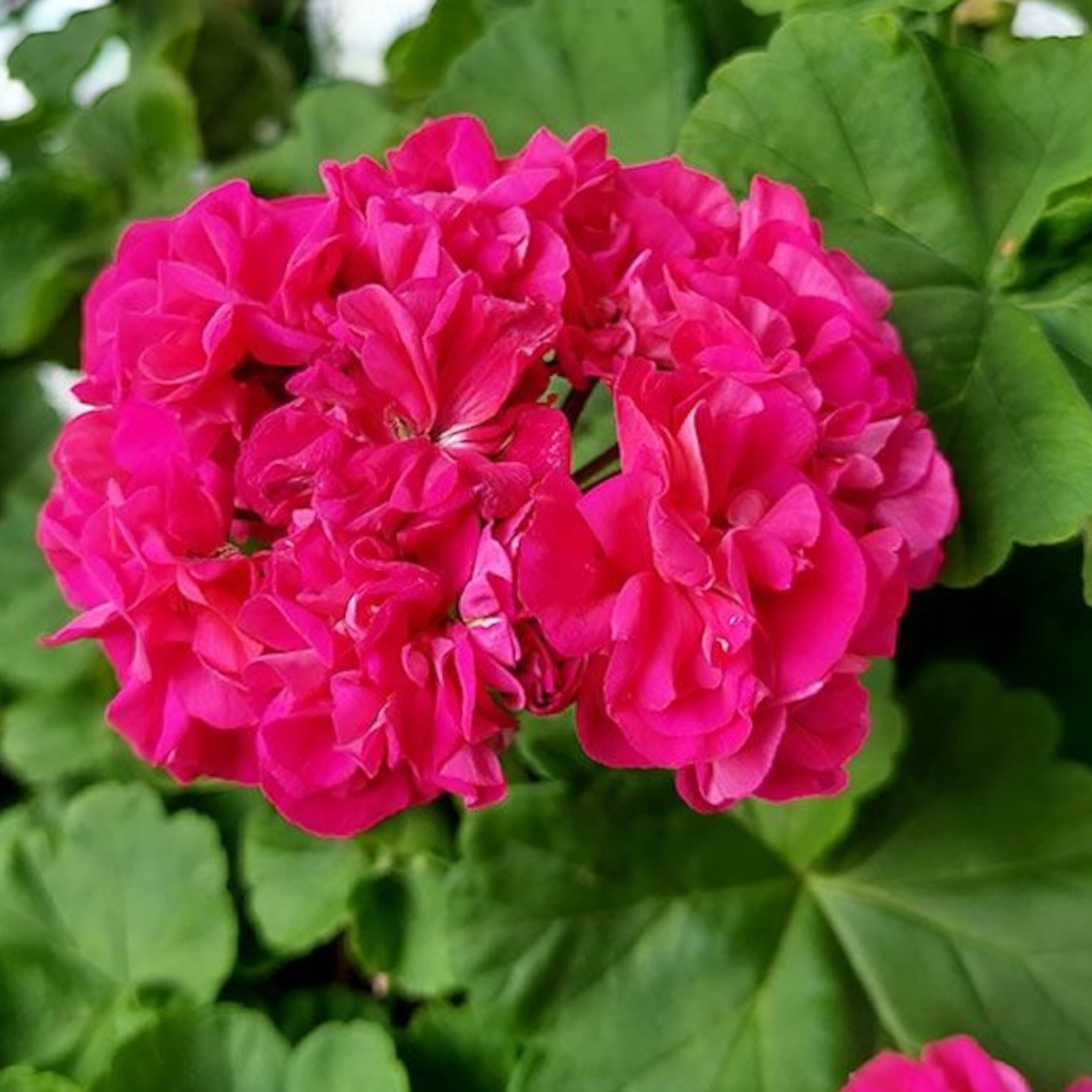 Muscata trandafir - Pelargonium Royal Rosebud 'Dr. Margrethe'