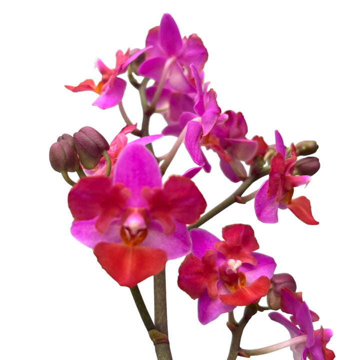 Phalaenopsis Liu's Triprince 'Pink' parfumata si pelorica (Butterfly)