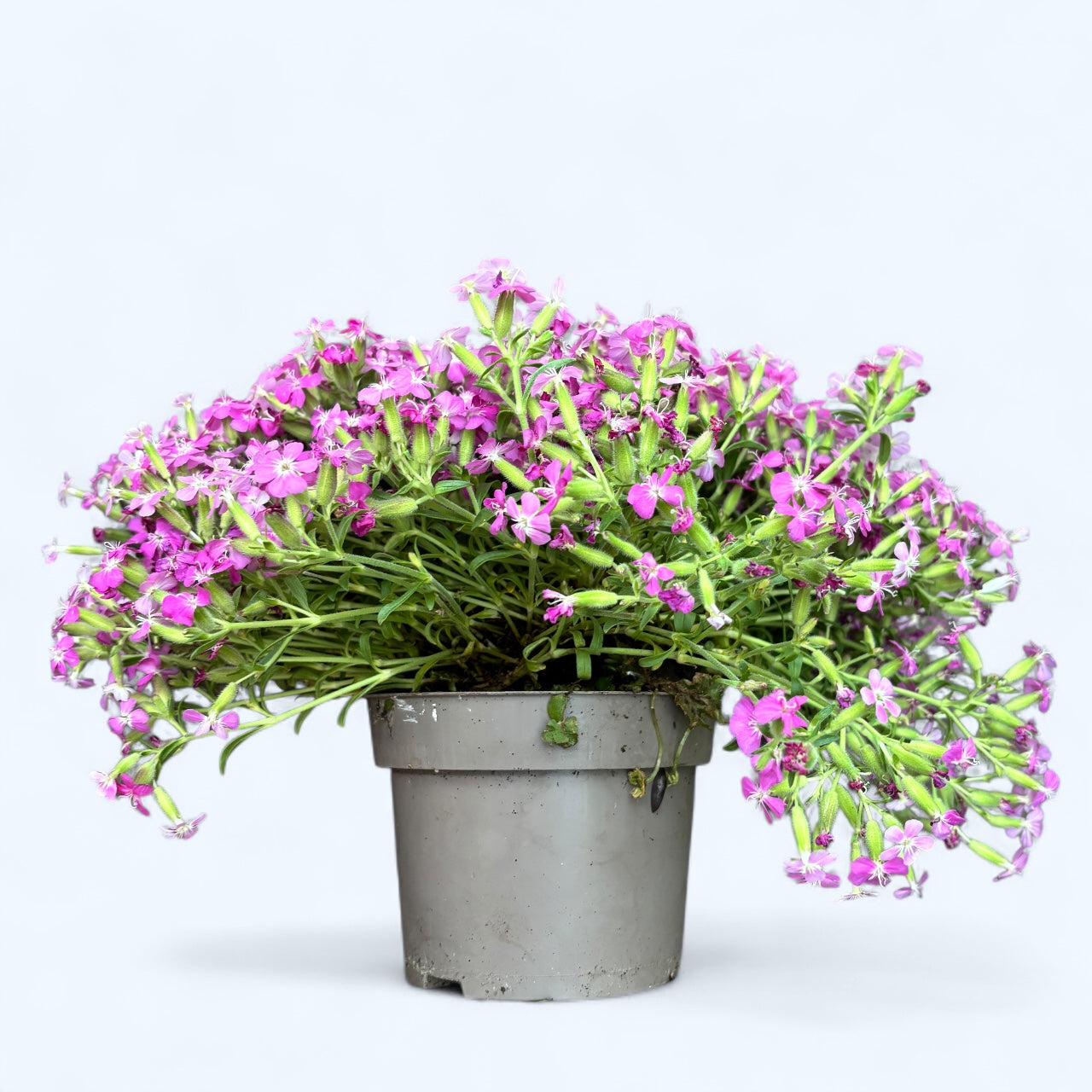 Saponaria ‘Bressingham’ – sapunarita perena cu flori roz decorative
