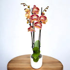 Phalaenopsis Limitée