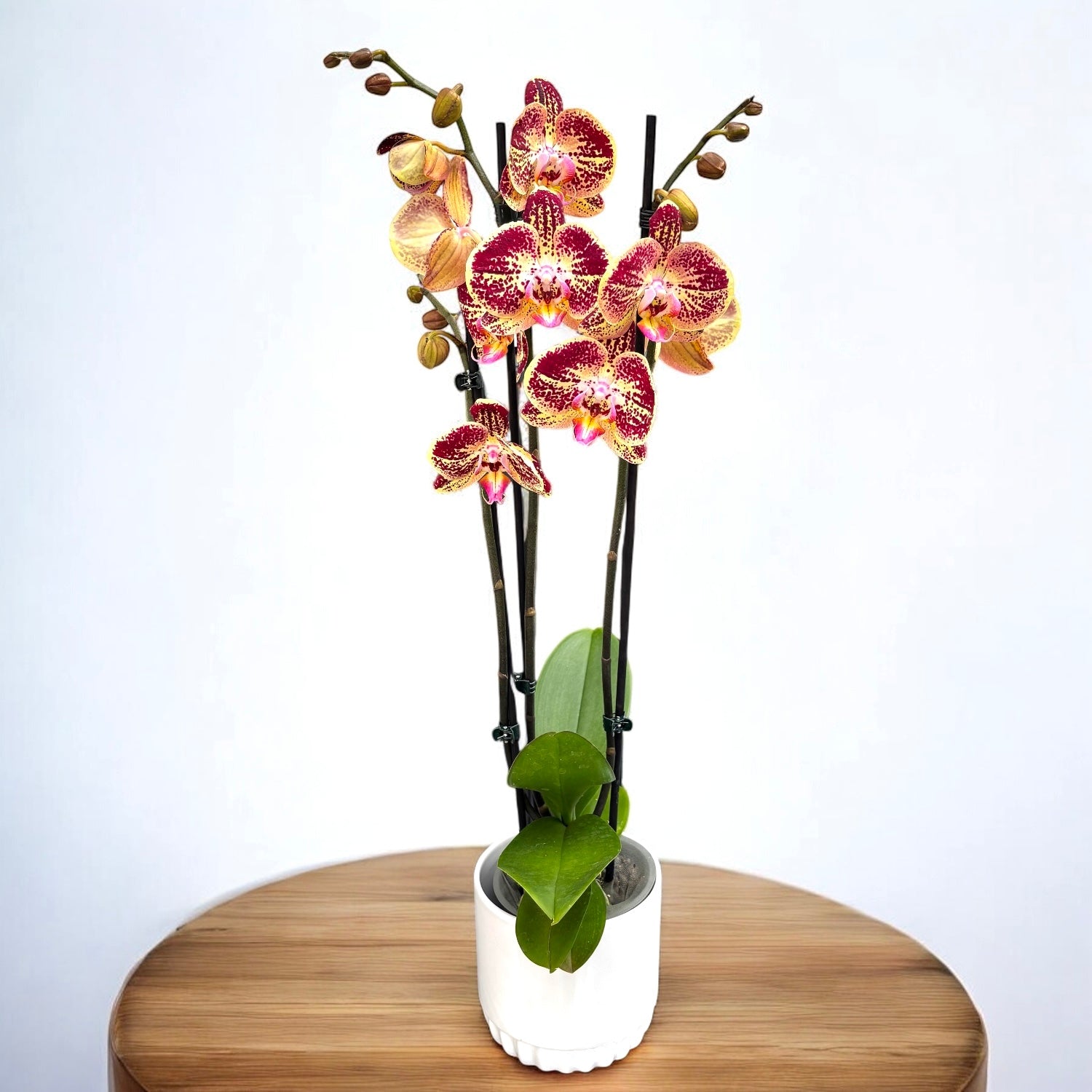 Phalaenopsis Limitata