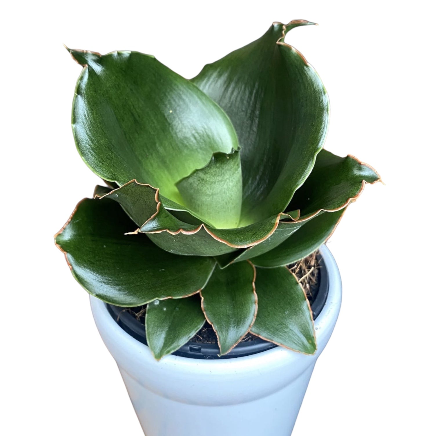 Sansevieria 'Star Rose'