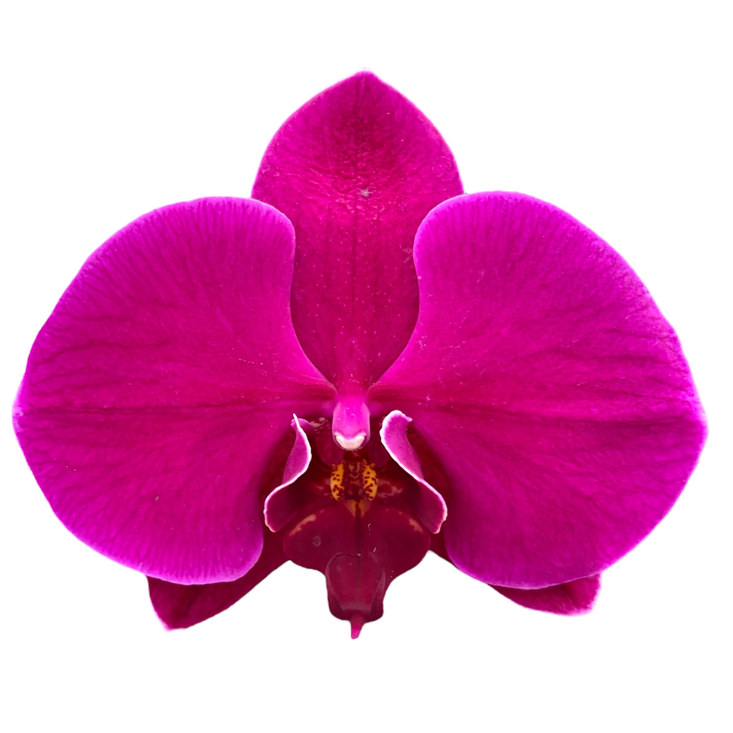 Phalaenopsis Flamingo (bloemen XL)