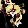 Phalaenopsis ‘Limited #75’ big lip