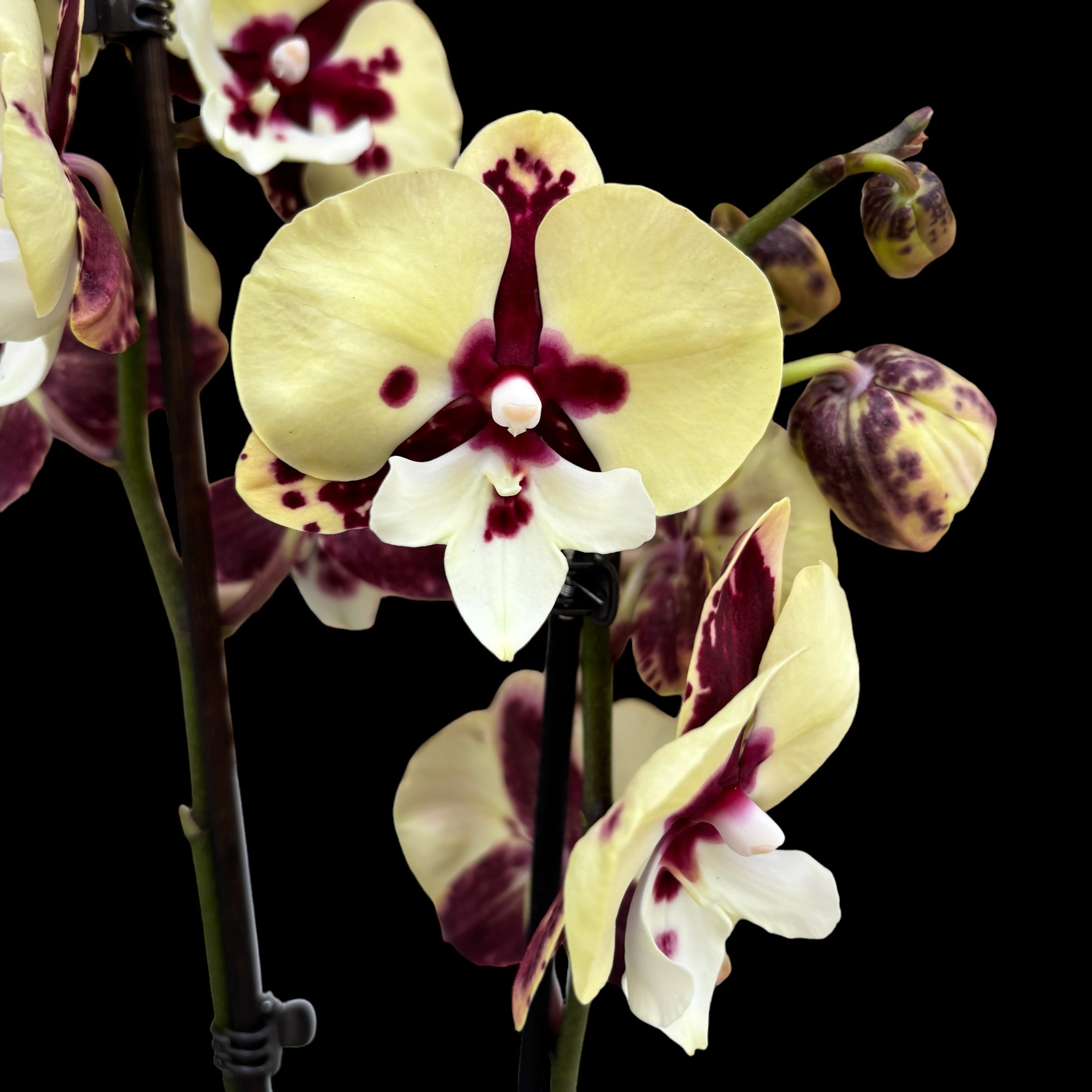 Phalaenopsis ‘Limited #75’ big lip