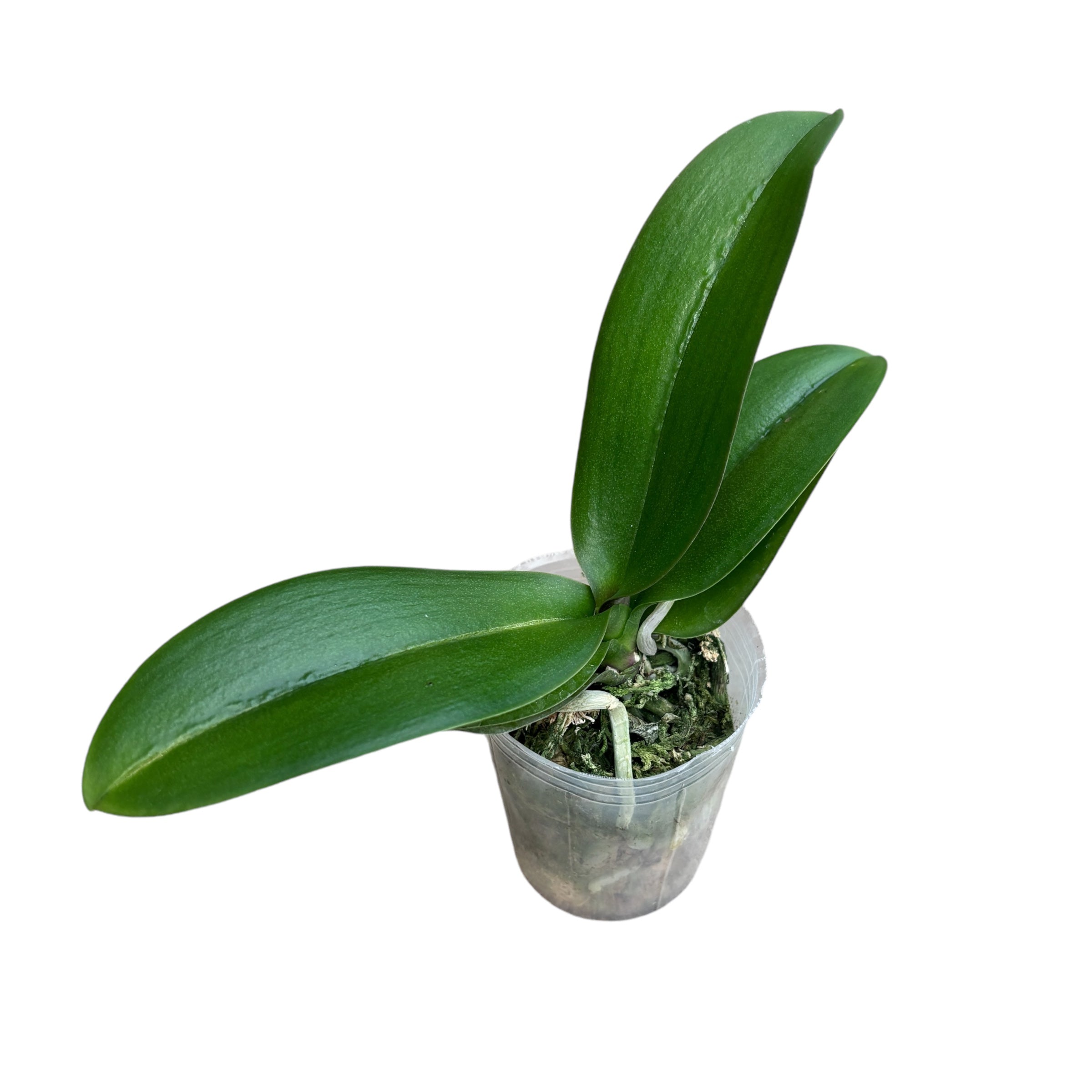 Phalaenopsis Younghome Kingxiang