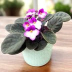 Saintpaulia Trendy Red - zweifarbige violette