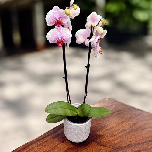 Phalaenopsis Ursula