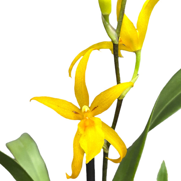 Banfieldara Gold Star (Brassia Anita) parfümiert