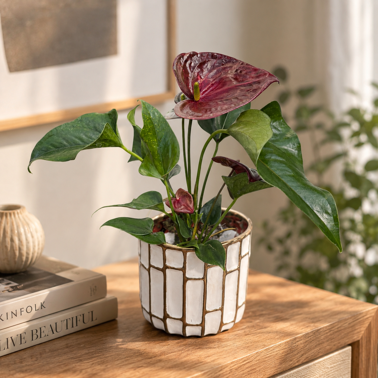 Anthurium ‘Chelsey Chocolate’ - spectacular flowers