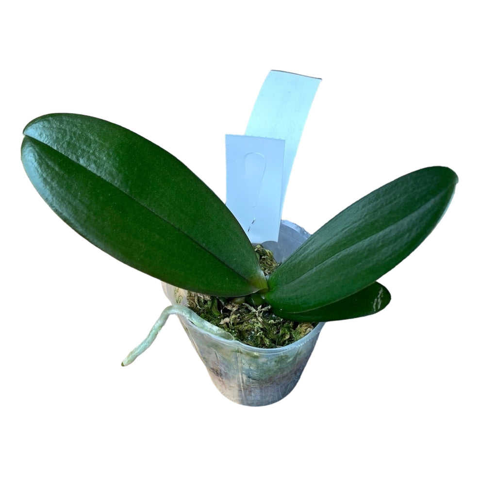 Phalaenopsis I-Hsin Claire '551' (Pelorisch - Vlinder)