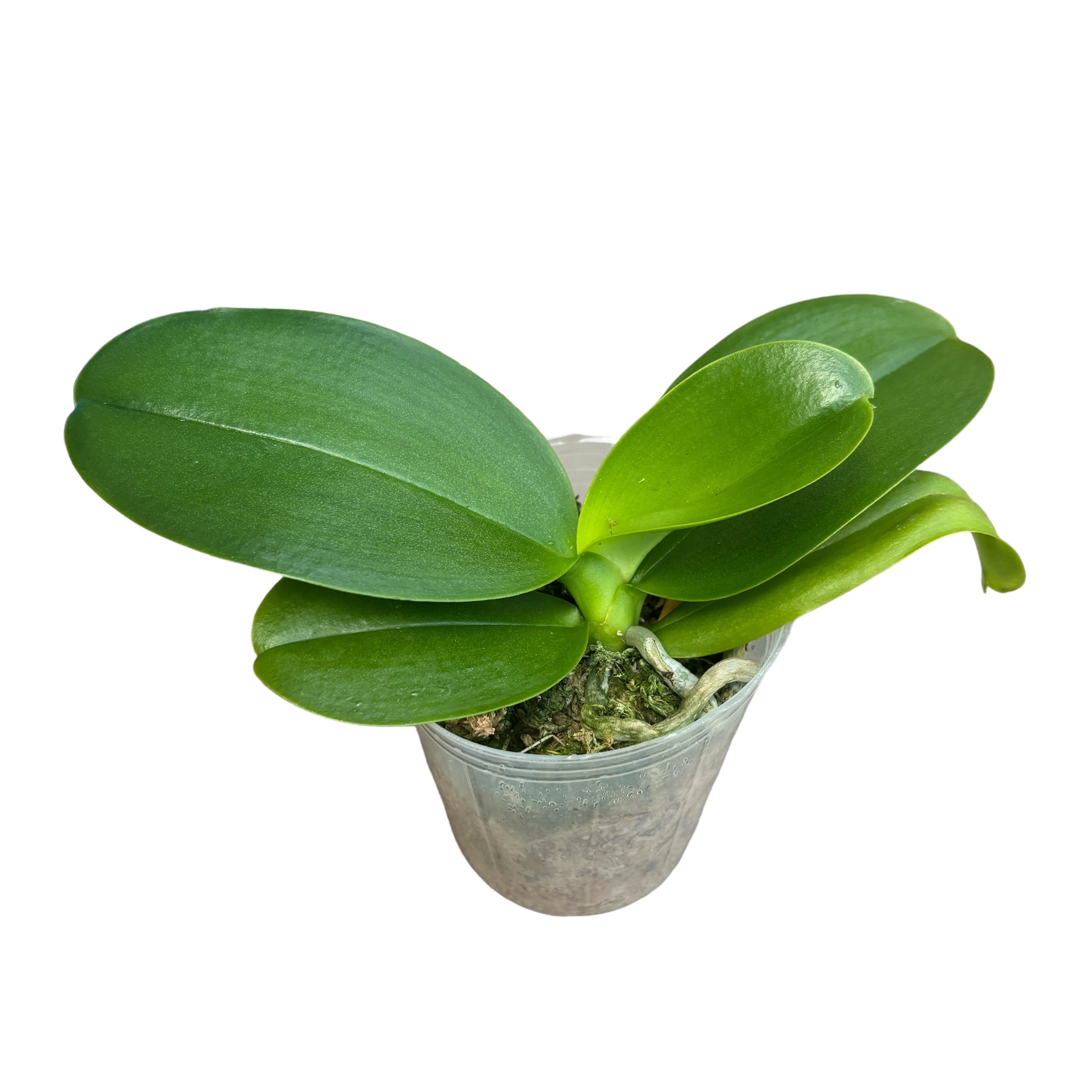 Phalaenopsis Mituo Sun Queen #3 AM/AOS intens parfumate