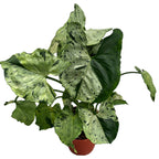 Syngonium 'Šedý duch'