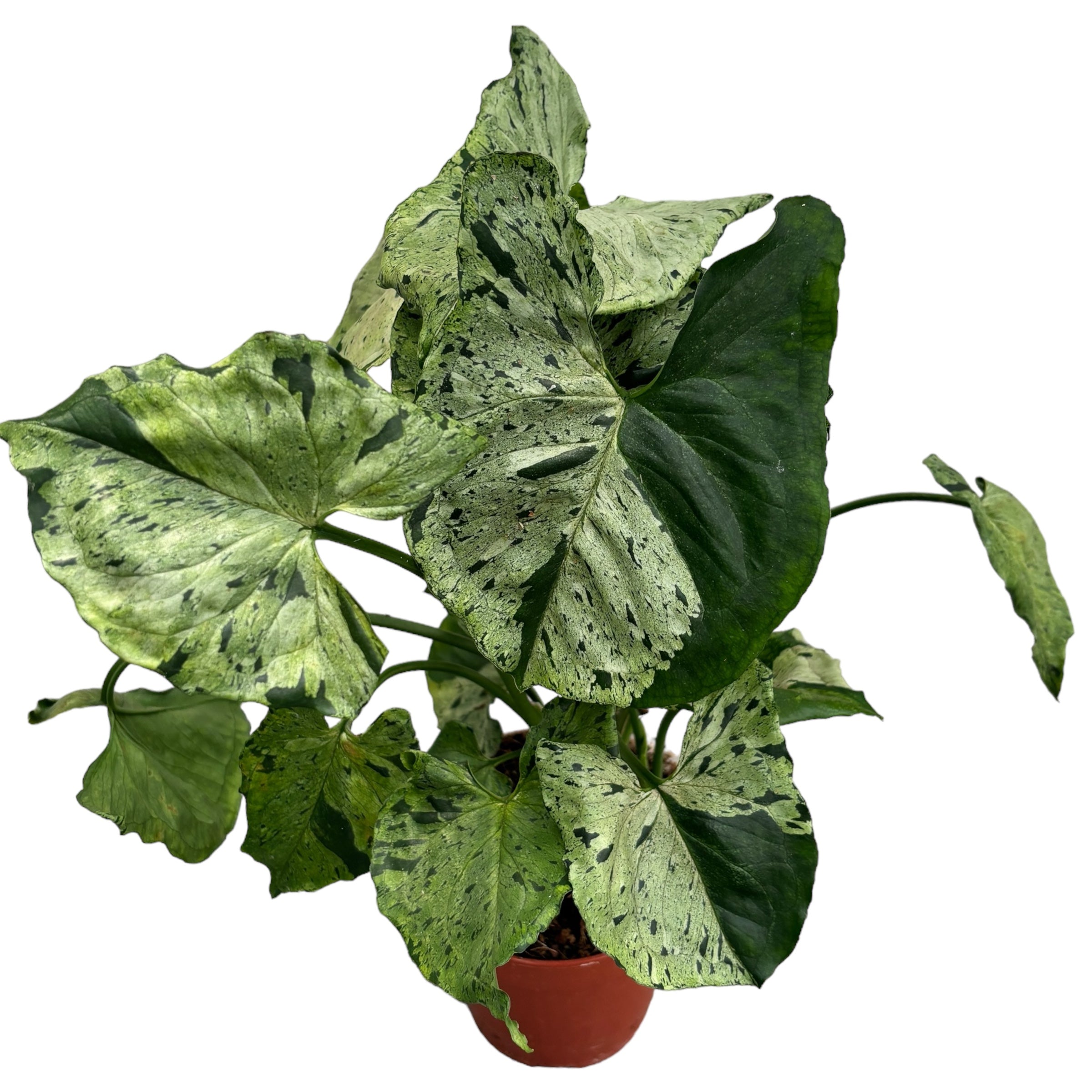 Syngonium ‘Grey Ghost’