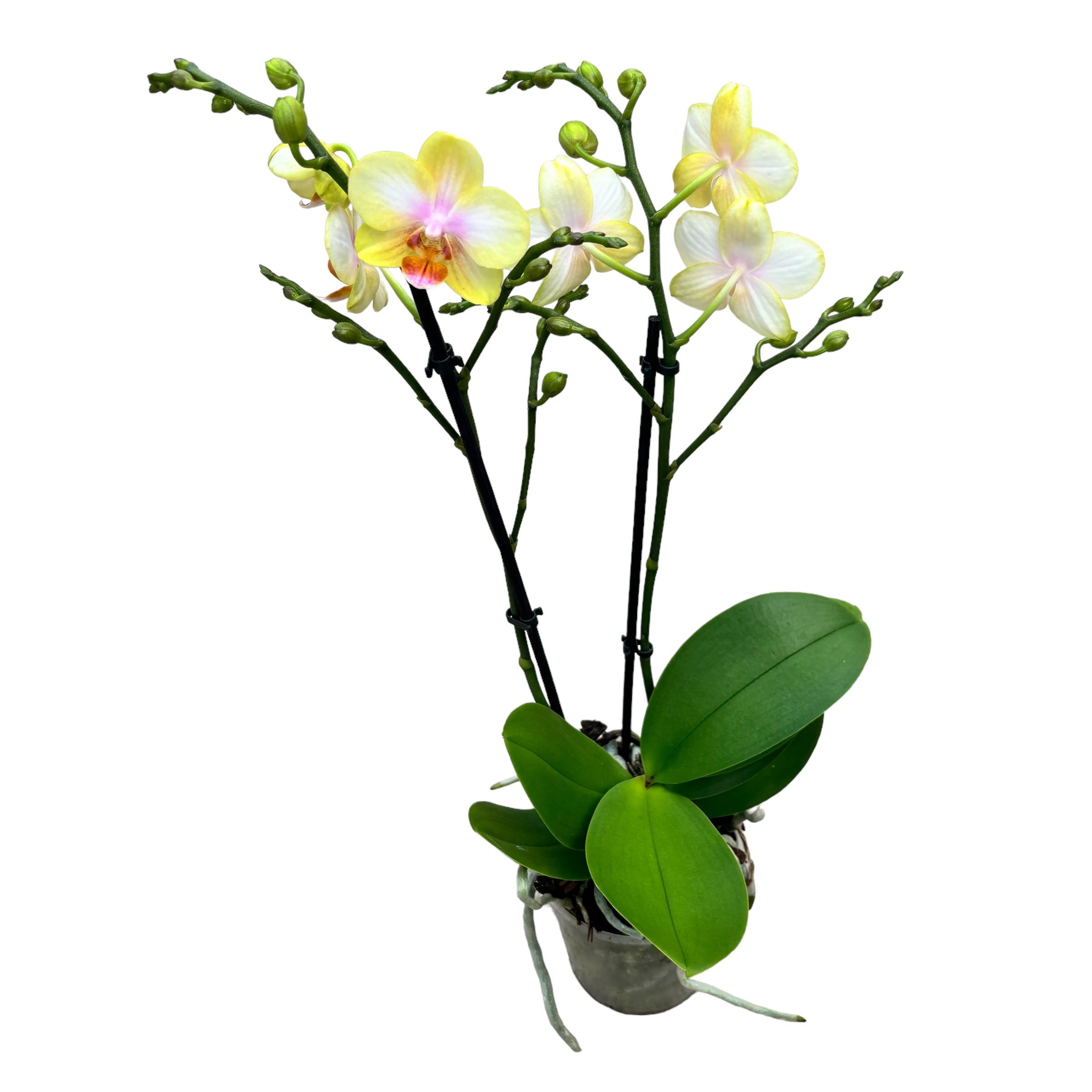 Phalaenopsis San Juan
