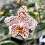 Phalaenopsis Gretchen (gigantea x stuartiana) - silver leaves