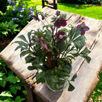 Helleborus orientalis ‘Viv Victoria’ (Spanz) - exemplaires XL