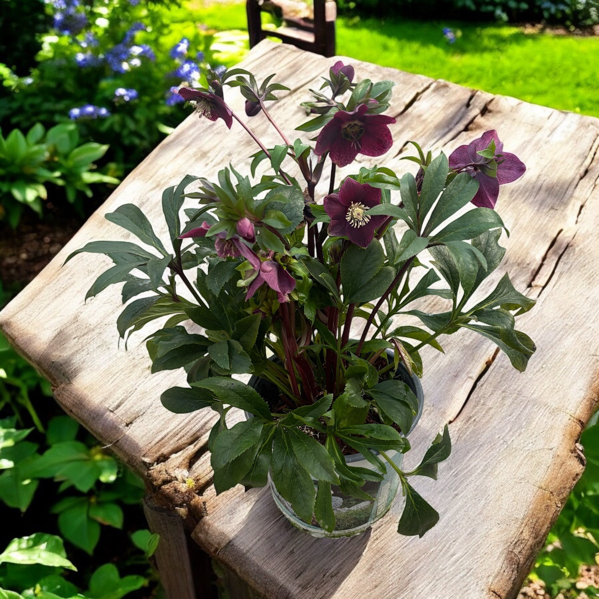 Helleborus orientalis ‘Viv Victoria’ (Spanz) - exemplare XL