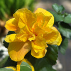 Hibiscus Koenig - Trandafir japonez galben cu flori duble