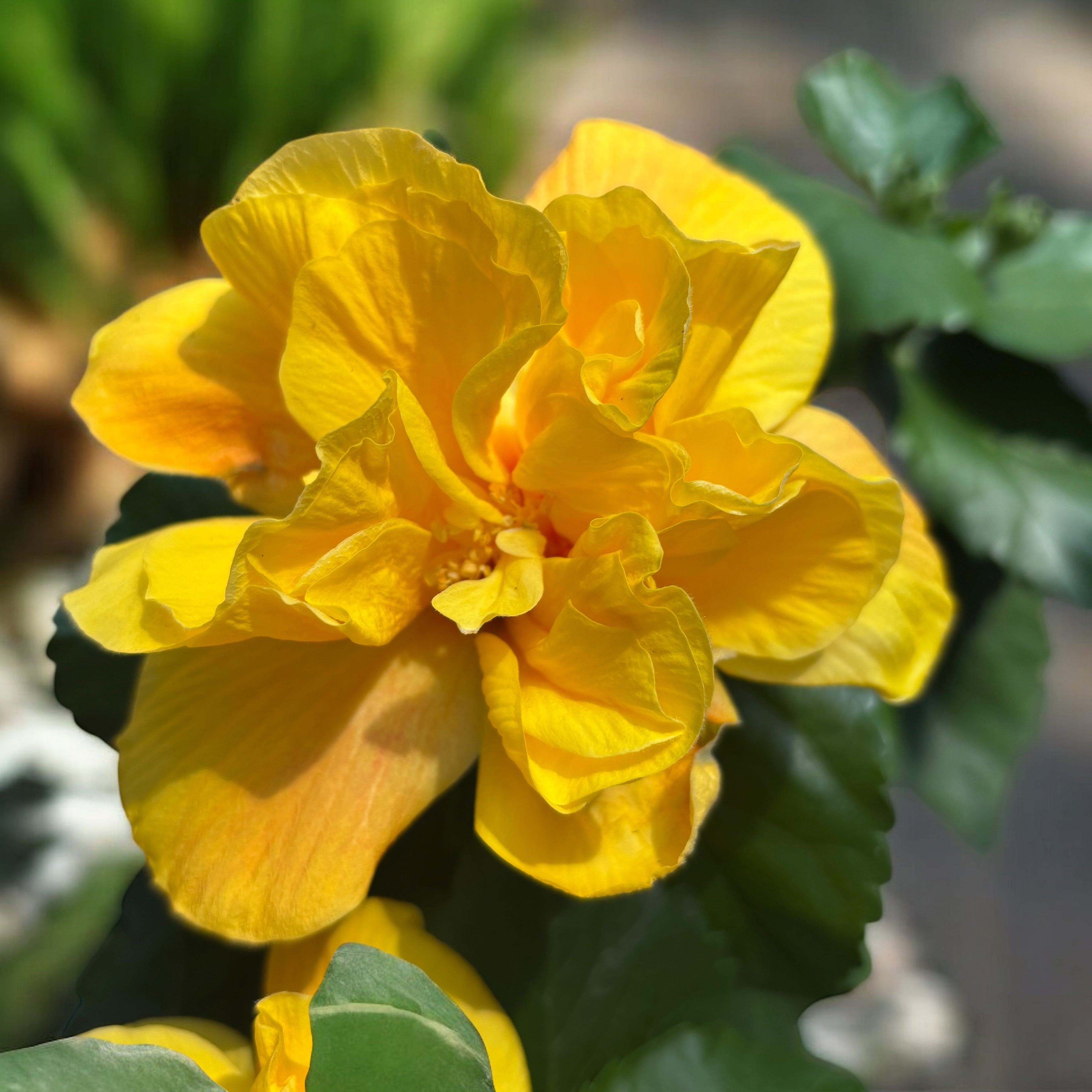 Hibiscus Koenig - rumeni japonski vrtnica z dvojnimi cvetovi