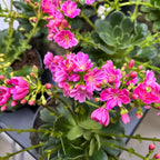 Lewisia 'Mountain Dreams' mix - rezistenta si deosebit de frumoasa