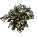 Begonia Bewitched 02