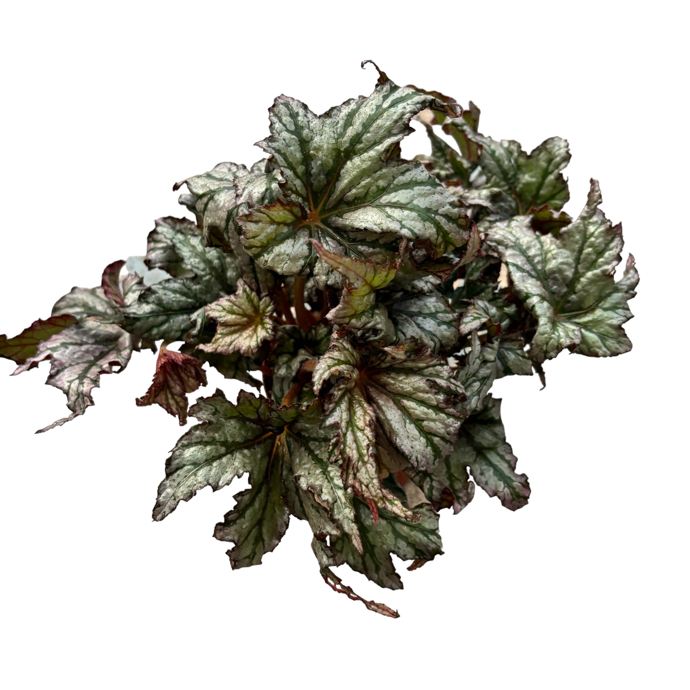 Begonia Bewitched 02