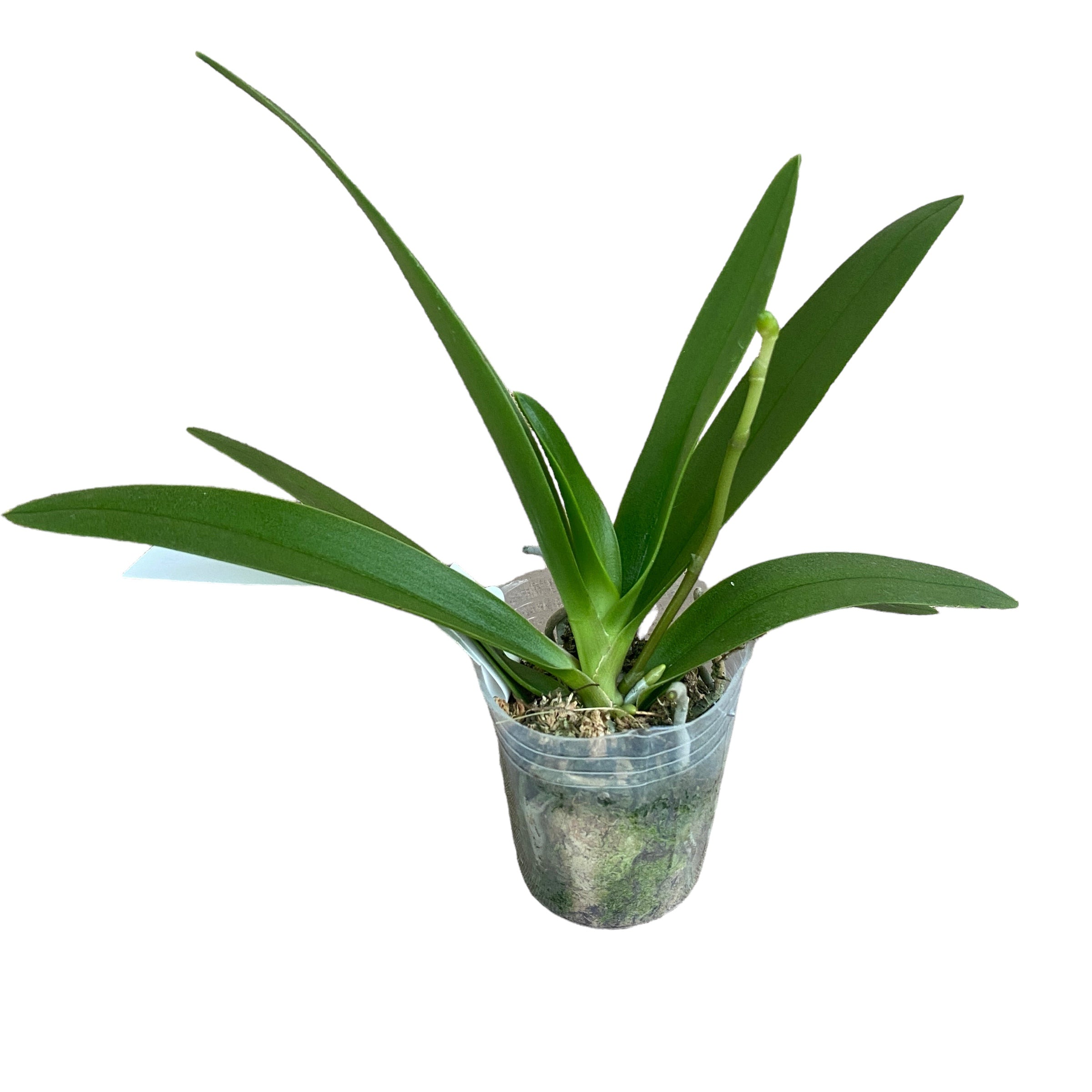 Phalaenopsis Tzu Chiang Saphir (pelorisch)