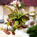 Nepenthes ‘Gaya’ (Monkey Jars) - O planta carnivora spectaculoasa!