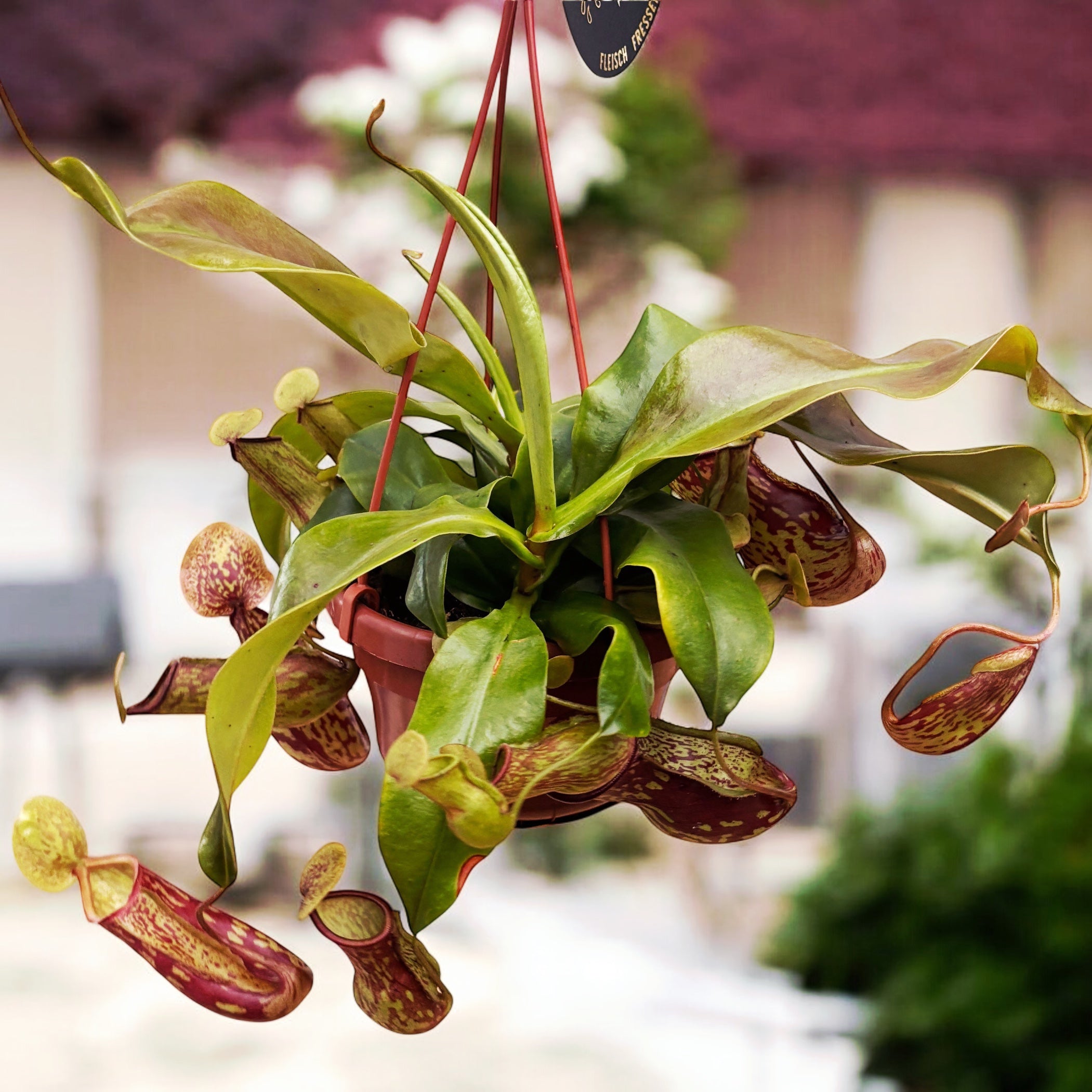Nepenthes ‘Gaya’ (Monkey Jars) - O planta carnivora spectaculoasa!