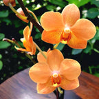 Vandaenopsis Irene Dobkin 'Elmhurst' HCC/AOS