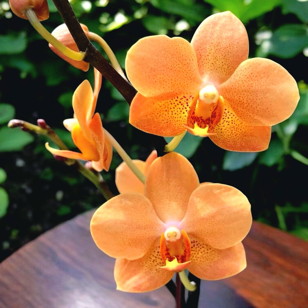 Vandaenopsis Irene Dobkin 'Elmhurst' HCC/AOS