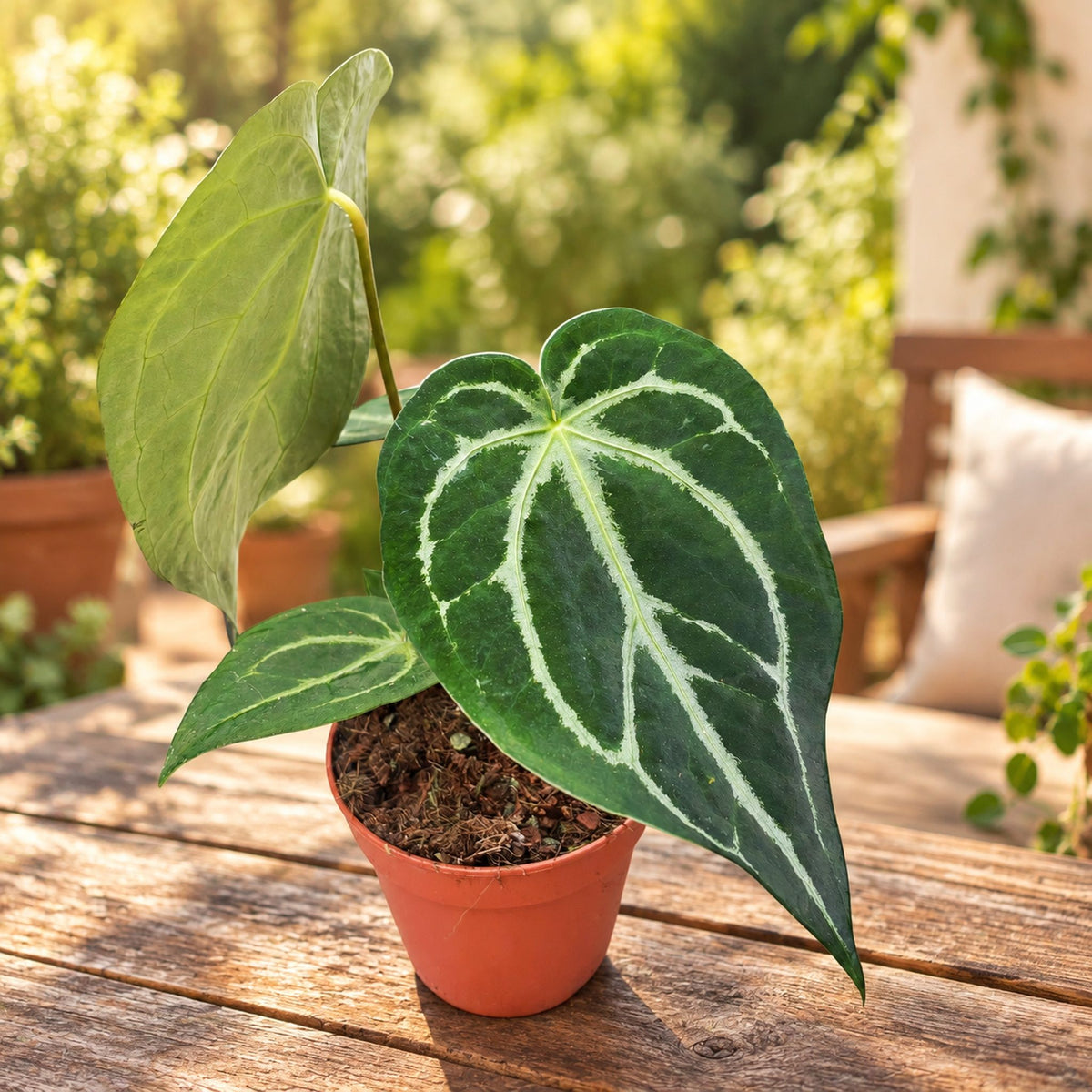 Anthurium magnificum – aksamitne liście i srebrne żyłki w tropikalnej roślinie o królewskim wyglądzie