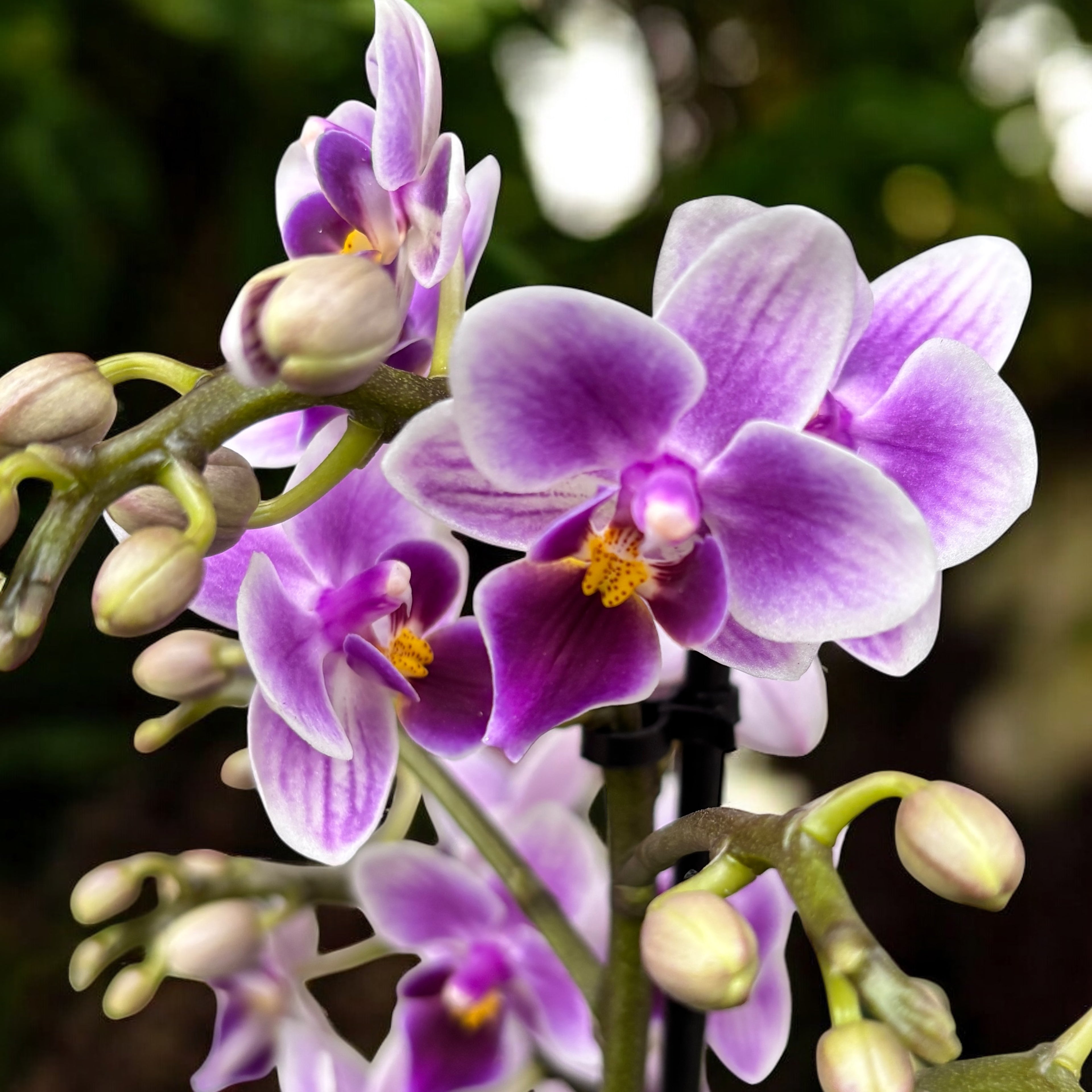 Phalaenopsis Cielo Viola