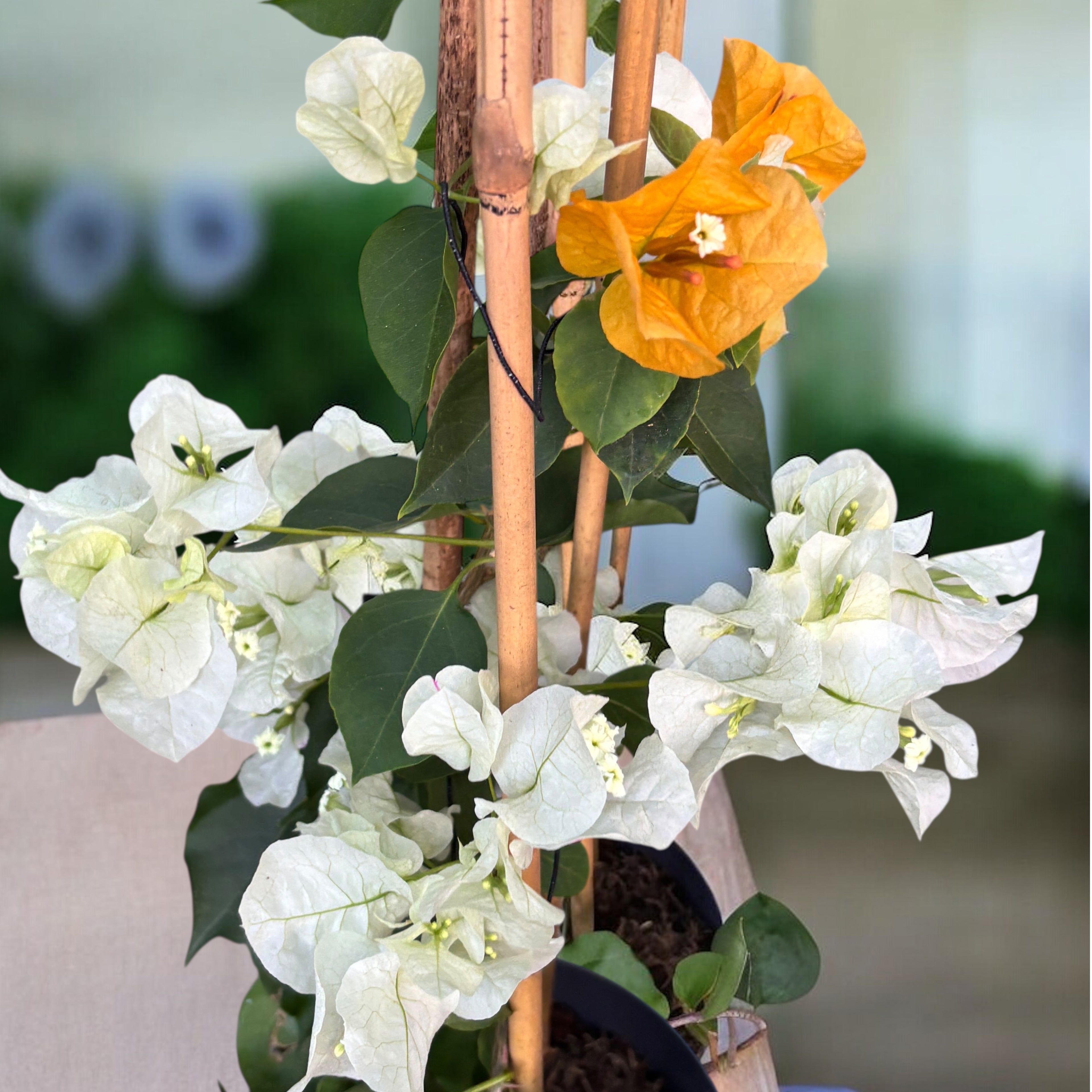 Bougainvillea 'White & Yellow’ (floarea de hartie cu 2 culori/ghiveci)